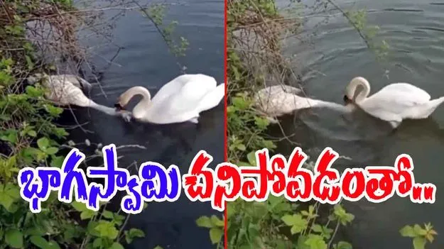 Swan Heart Touching Video: నిర్జీవంగా పడి ఉన్న భాగస్వామి.. గమనించిన హంస చివరకు ఏం చేసిందో చూస్తే.. 