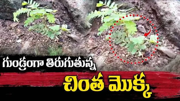 Tamarind Tree: ఇదేం విడ్డూరం.. గుండ్రంగా తిరుగుతున్న చింత మొక్క