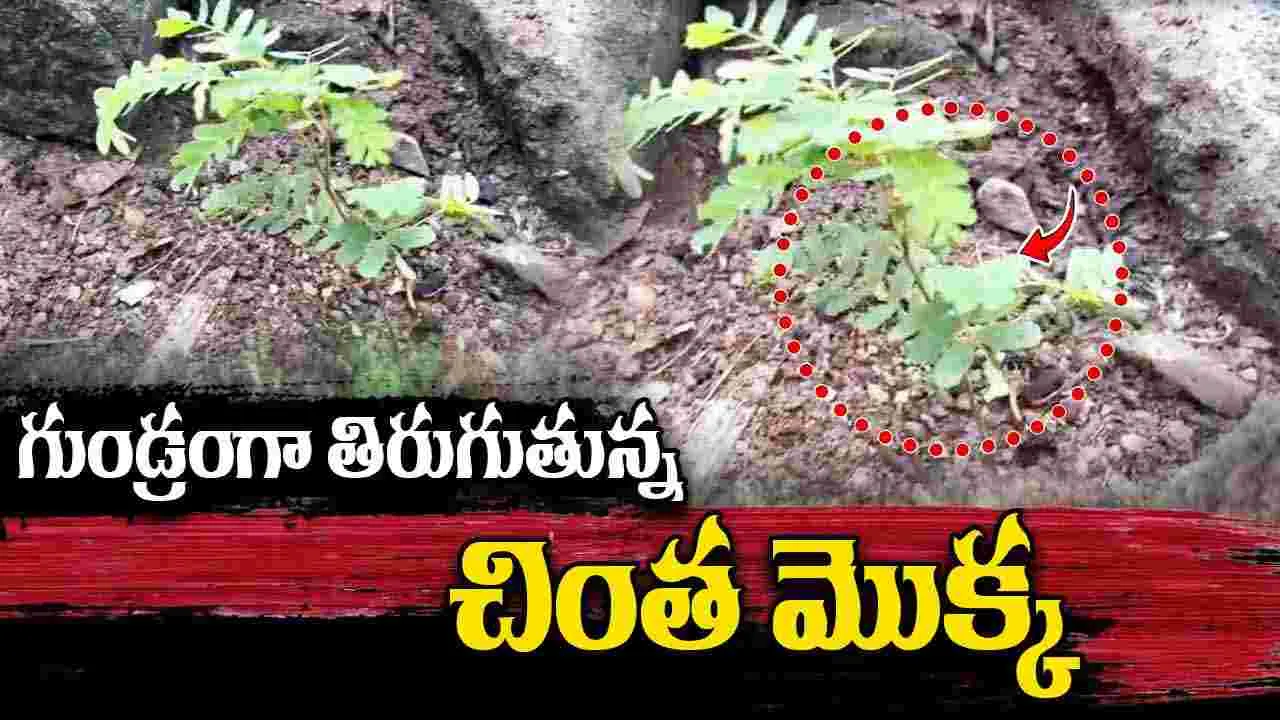 Tamarind Tree: ఇదేం విడ్డూరం.. గుండ్రంగా తిరుగుతున్న చింత మొక్క