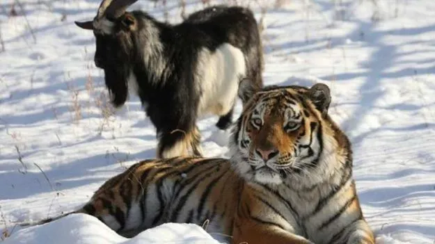 Russia Tiger-Goat Bond: పులికి బెస్ట్ ఫ్రెండ్‌గా మారి.. చిన్న మిస్టేక్‌తో ప్రాణం పొగొట్టుకున్న మేక
