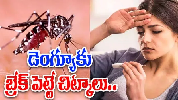 Dengue Prevention Tips: డెంగ్యూ దాడికి చెక్ పెట్టండి.. ఈ చిట్కాలతో ఆరోగ్యంగా ఉండండి