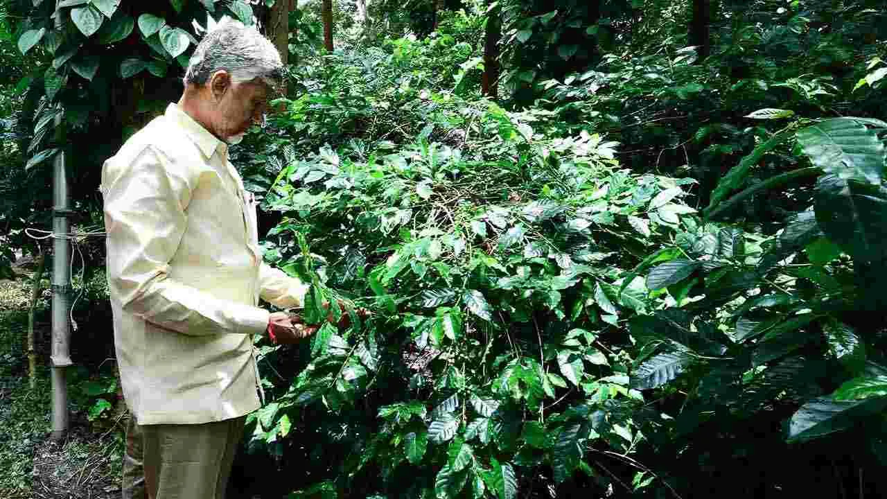 CM Forest Tour:  పాడేరు మండలం వంజంగిలో సీఎం చంద్రబాబు అడవి బాట