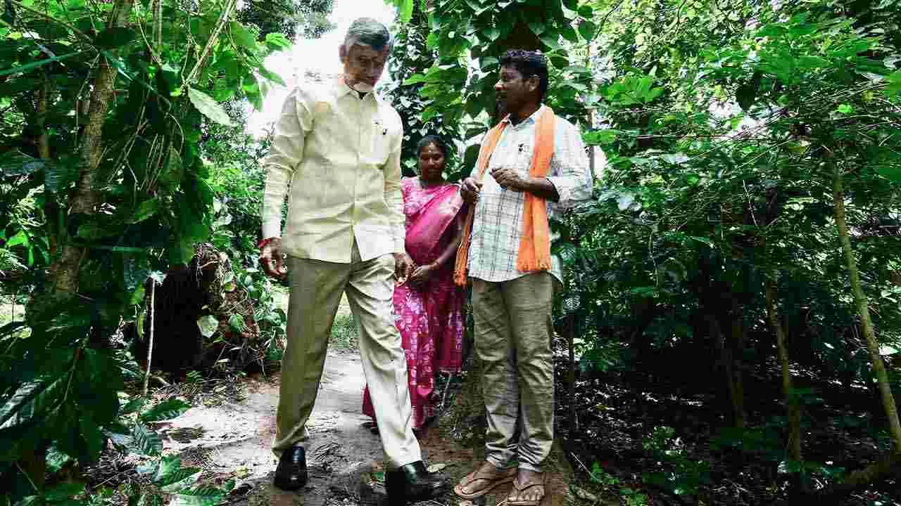 CM Forest Tour:  పాడేరు మండలం వంజంగిలో సీఎం చంద్రబాబు అడవి బాట