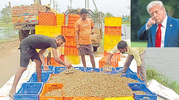 ఆక్వాకు ట్రంప్‌ దెబ్బ!