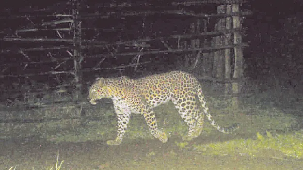 చిన్నారిపై దాడి చేసింది చిరుతే