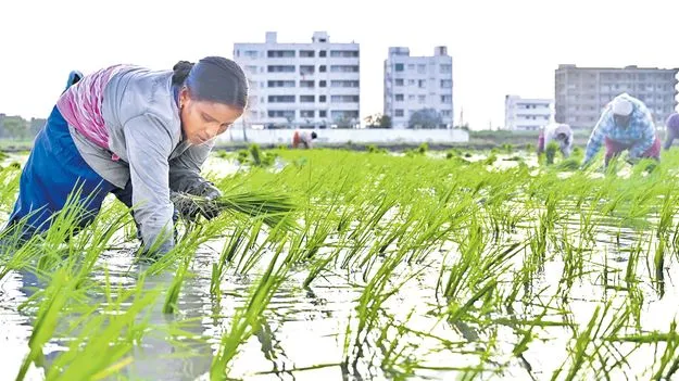 Kharif Cultivation: కరువు తీరింది