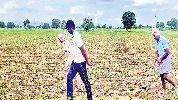 Pendlimarri: కాడెద్దులుగా కొడుకు, కూతురు 