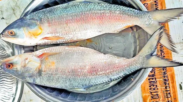  Hilsa Fish: వారెవ్వా పులస