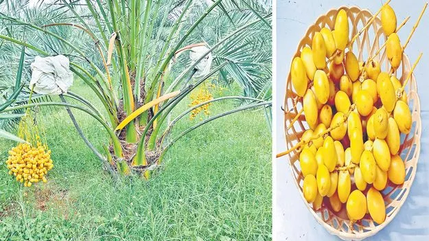Date Palm Farming: కరువు సీమలో ఖర్జూరం సాగు