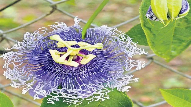 Visakhapatnam: రాఖీ లాంటి.. రాఖీ పూలు