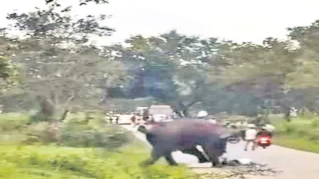 Chamarajanagara District: ఏనుగుతో సెల్ఫీ.. ప్రాణాల మీదికి!