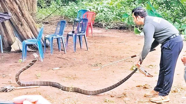 Manyam District: మరుగుదొడ్డిలో 16 అడుగుల కింగ్‌ కోబ్రా 