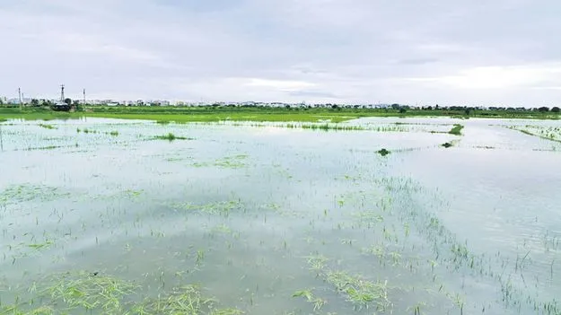 Heavy Rains: వదలని వానలు..నీటిలోనే పంటలు