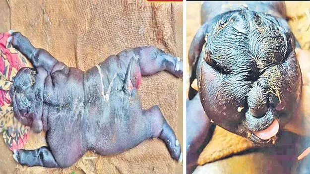 Tamil Nadu: మనిషి రూపంలో.. గొర్రెపిల్ల