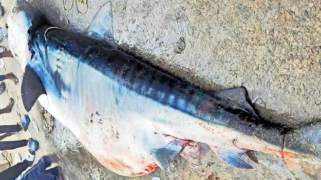 Anakapalli: 400 కిలోలు రూ.30 వేలు