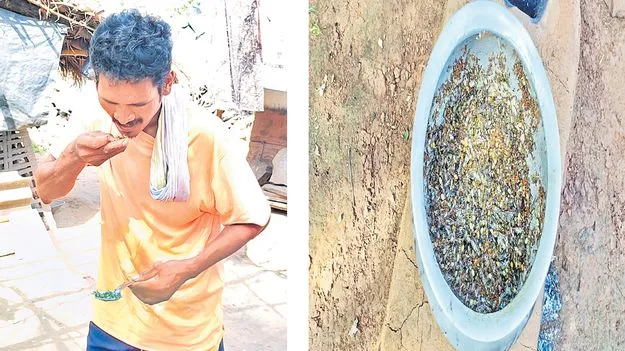 Seethampeta: చీమలతో పసందైన విందు