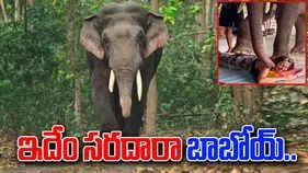 Elephant Viral Video: ఇదెక్కడి సరదారా నాయనా.. ఏనుగుతో మసాజ్.. ఏం చేసిందో చూస్తే.. 
