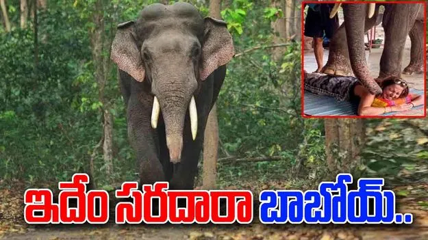 Elephant Viral Video: ఇదెక్కడి సరదారా నాయనా.. ఏనుగుతో మసాజ్.. ఏం చేసిందో చూస్తే.. 