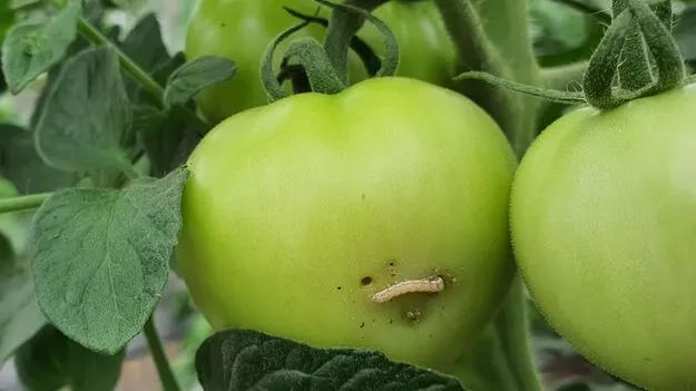 Worms in Tomato: టమాటాలు కొన్న సన్నీ లియోనీకి షాకింగ్ అనుభవం.. ఇలాంటి పరిస్థితుల్లో ఏం చేయాలంటే.. 