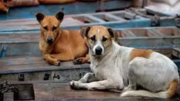 Street Dog Attacks: శునకాల దాడులపై హెచ్‌ఆర్సీ సుమోటోగా కేసు స్వీకరణ