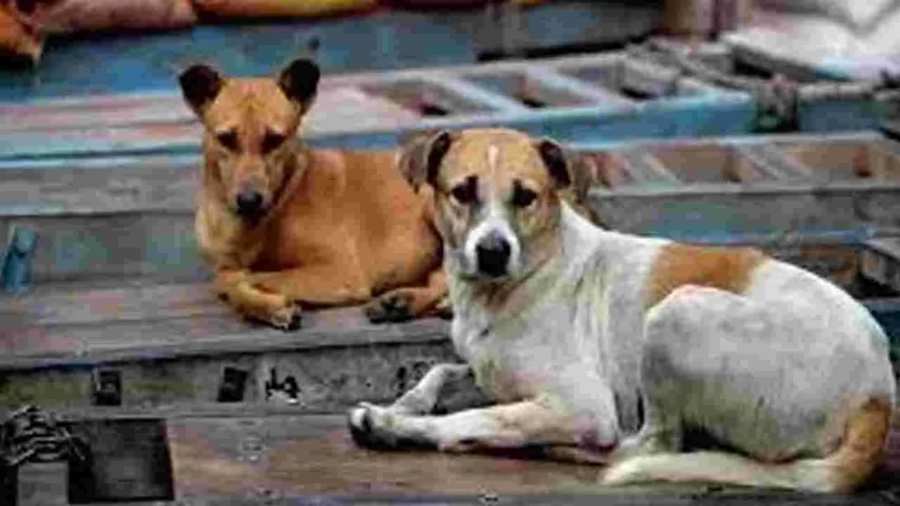 Street Dog Attacks: శునకాల దాడులపై హెచ్‌ఆర్సీ సుమోటోగా కేసు స్వీకరణ