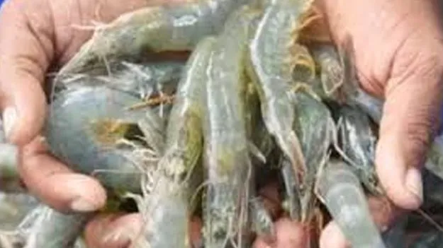 Andhra Pradesh Supports Aqua Industry: ఆక్వా రంగానికి అండగా నిలుస్తాం