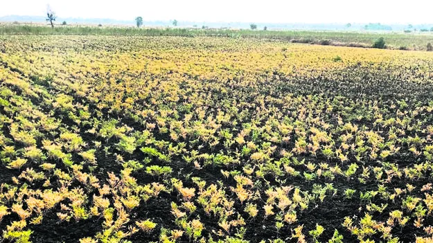 Farmers : అయోమయం..! 