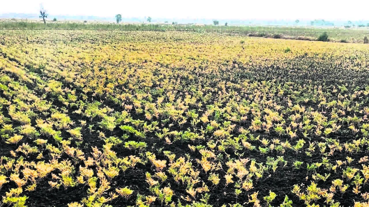 Farmers : అయోమయం..! 