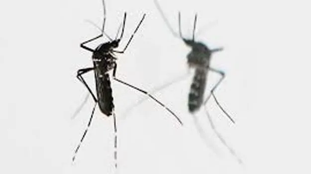 Elephant Mosquitoes: చైనాలో దోమలకు దోమలతోనే చెక్‌..