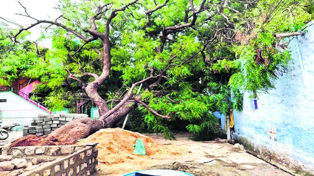 కూలిన వందేళ్ల వేప చెట్టు 