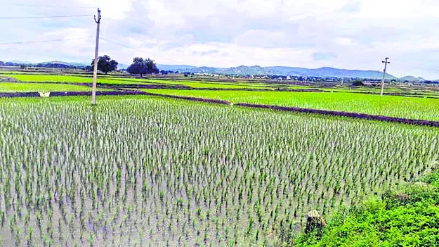 ఊపందుకున్న పంటల సాగు