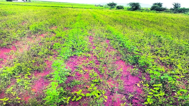 కందికి కలుపు బెదడ