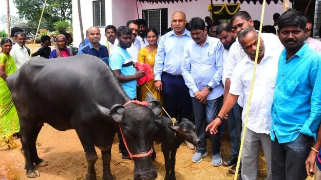పాడి పశువులతో ఆర్థికంగా వృద్ధి చెందాలి..