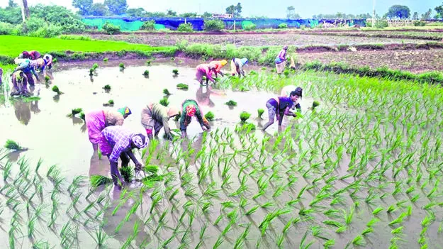 జోరుగా వరి నాట్లు 