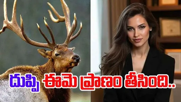 Elk Crash: ప్రముఖ మోడల్‌ను బలి తీసుకున్న దుప్పి.. అత్యంత దారుణమైన స్థితిలో..
