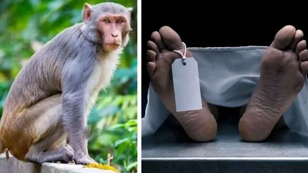Monkey Attack: బిహార్‌లో విషాదం.. కోతుల దాడిలో వృద్ధుడు మృతి..