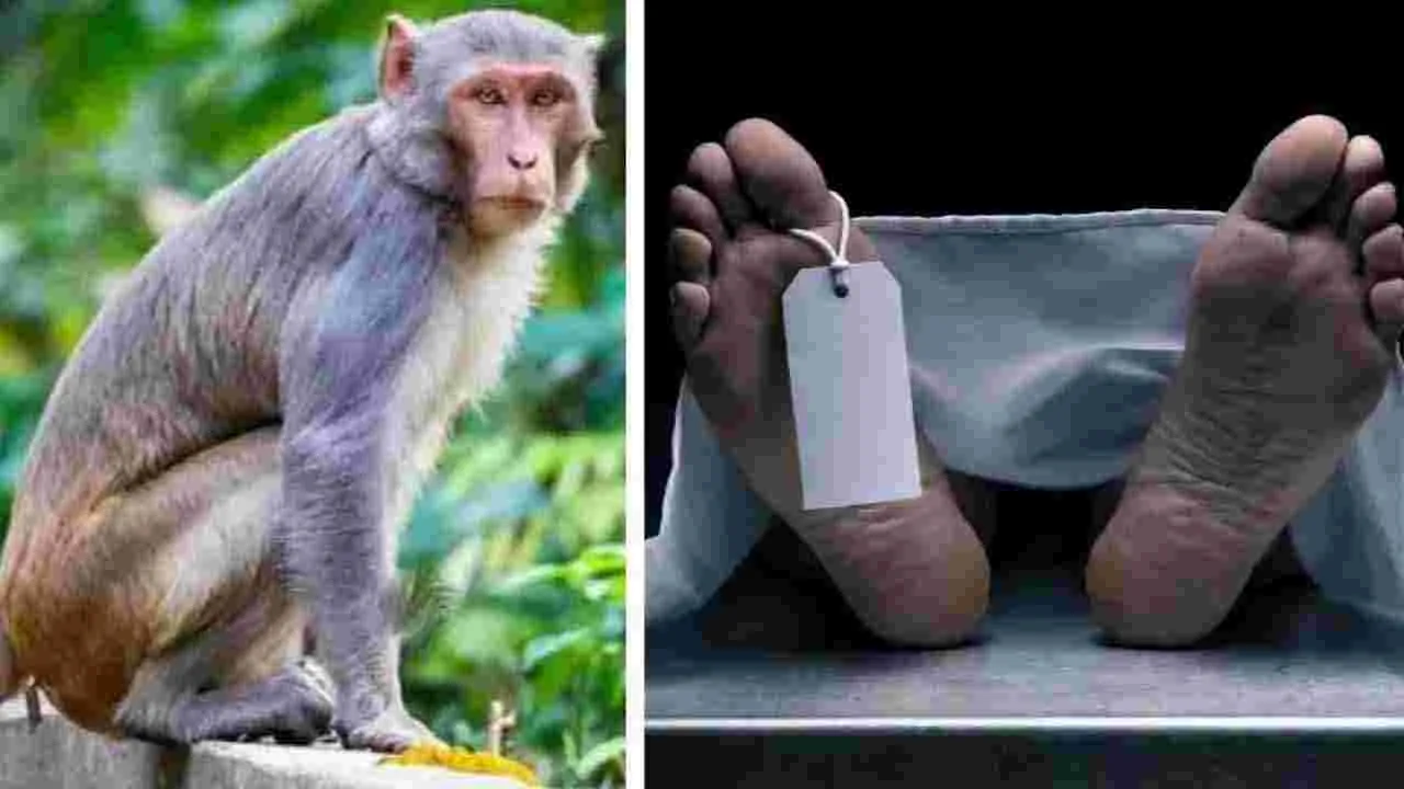 Monkey Attack: బిహార్‌లో విషాదం.. కోతుల దాడిలో వృద్ధుడు మృతి..