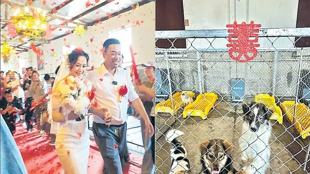ఈ జంటకు డాగ్‌ షెల్టరే పెళ్లి వేదిక..