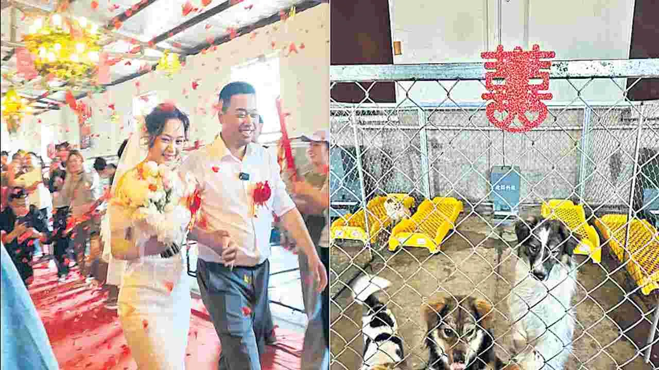 ఈ జంటకు డాగ్‌ షెల్టరే పెళ్లి వేదిక..