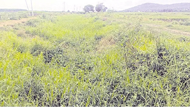 భవనాశి కాలువలో నాచు తొలగింపు పనులు ప్రారంభం