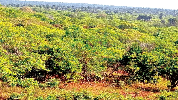 survey numbers Irregular: అంతా గజిబిజి