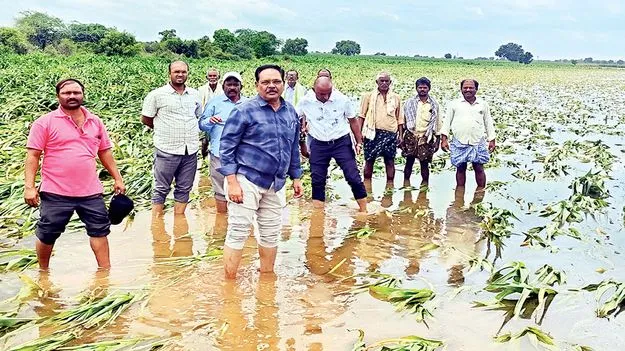  నీట మునిగిన పంటల పరిశీలన       
