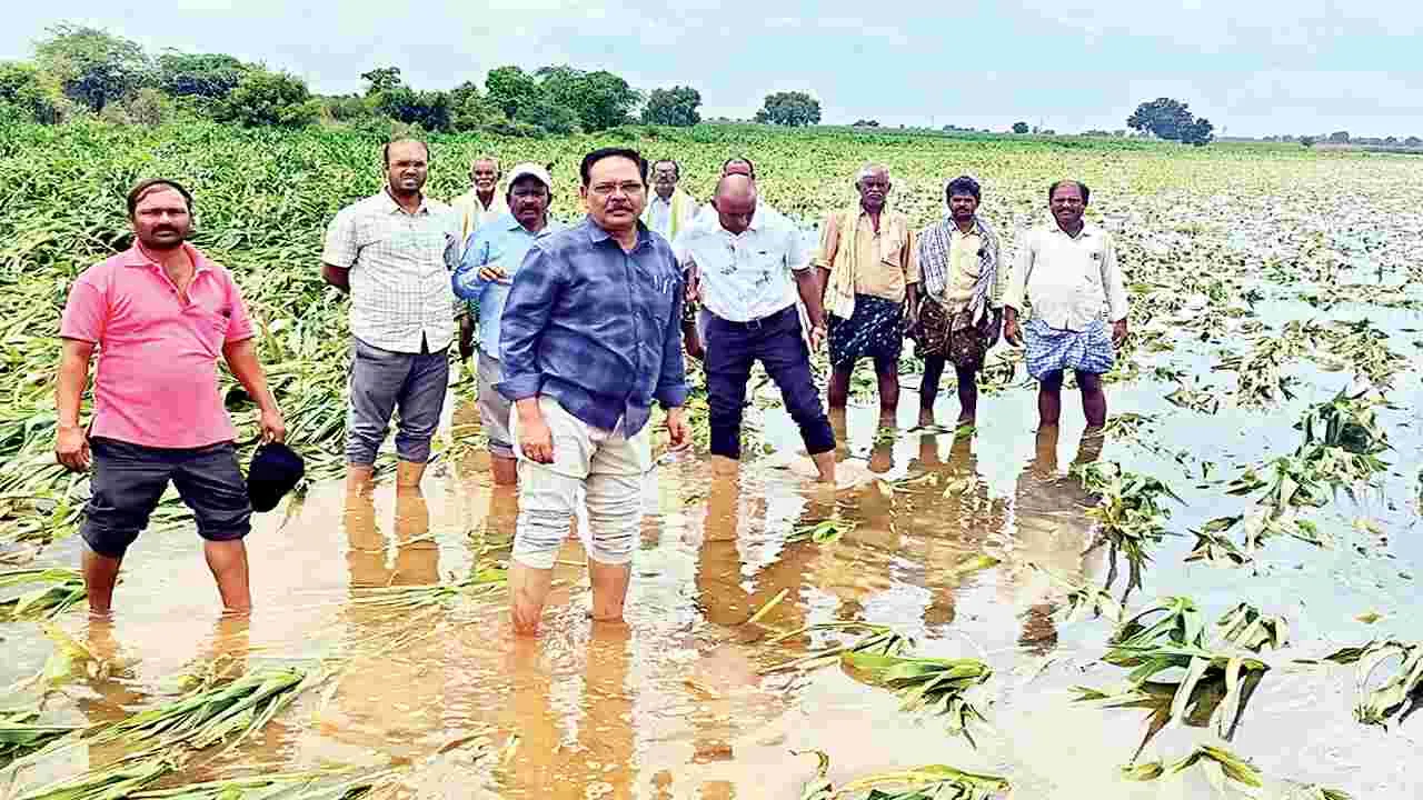  నీట మునిగిన పంటల పరిశీలన       