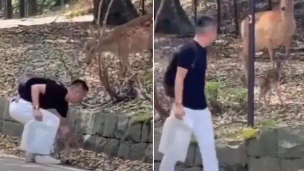 Deer Emotional Video: తప్పిపోయిన జింక పిల్లను తీసుకొచ్చిన వ్యక్తి.. తల్లి ఎలా థ్యాంక్స్ చెప్పిందో చూడండి.. 