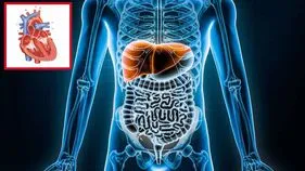 Secret Detox Organ: మనిషి శరీరంలో 'రెండవ గుండె' ఏదో మీకు తెలుసా?