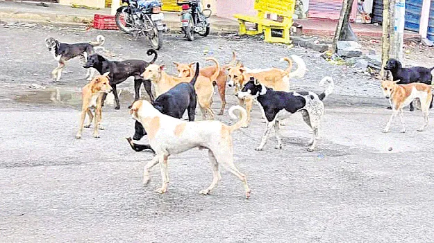 Stray Dogs: ఏపీలో వీధికుక్కల బెడద.. ఏబీసీ ఆపరేషన్‌తో కట్టడి చేసేందుకు యత్నం