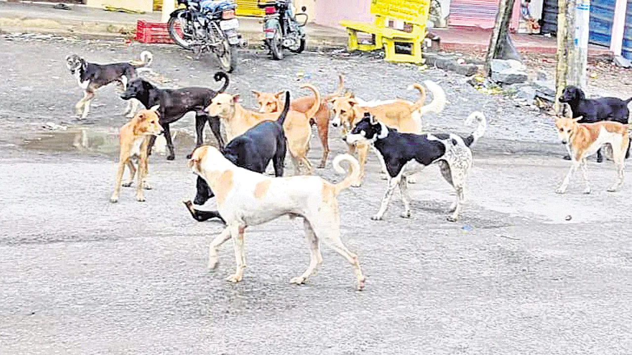 Stray Dogs: ఏపీలో వీధికుక్కల బెడద.. ఏబీసీ ఆపరేషన్‌తో కట్టడి చేసేందుకు యత్నం