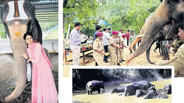Elephant: హ్యాపీ ఎలిఫెంట్స్‌ డే 