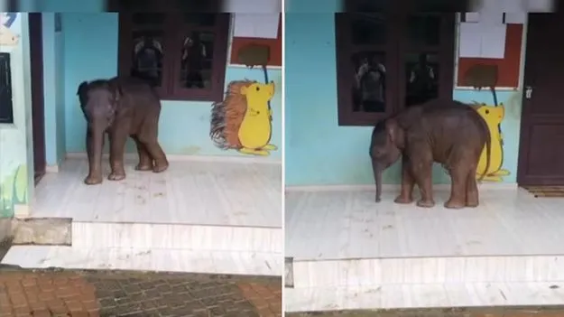 Cute Elephant: కేరళలోని స్కూలుకెళ్లిన బుల్లి ఏనుగు.. అడ్మిషన్ కోసం అంటూ నెటిజన్ల కామెంట్లు..