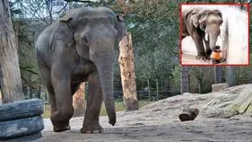 Elephant Helping Video: ఏనుగు ఎన్‌క్లోజర్‌లో పడిపోయిన బాలుడు.. సమీపానికి వచ్చిన గజరాజు.. చివరకు.. 